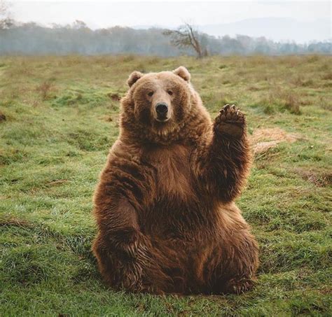123 Times People Captured Bears Doing Ridiculous And Adorable Things