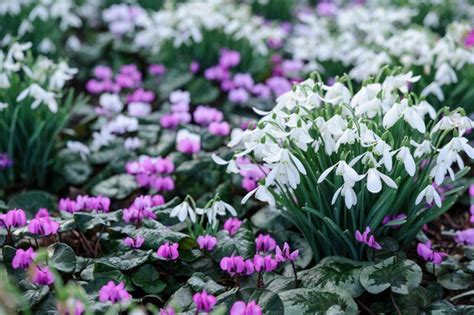 Best Winter Flowering Plants Bbc Gardeners World Magazine