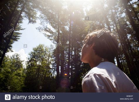 Tall Pine Tree High Resolution Stock Photography And Images Alamy