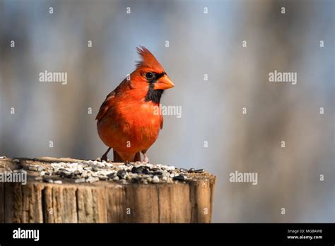 Male Northern Cardinal Bird Stock Photo Alamy