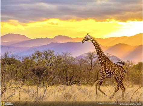 Pin By Egdirdle2 On Girafe Giraffe National Geographic Travel