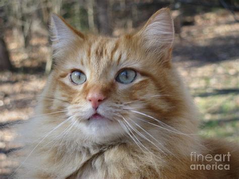 Long Haired Orange Cat Personality Cat Meme Stock Pictures And Photos