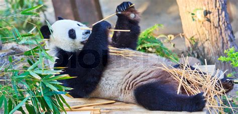 Panda Stock Image Colourbox