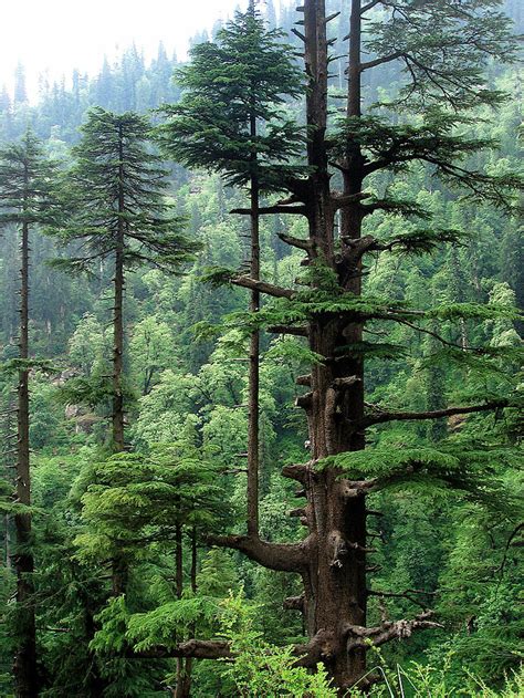 Western Himalayan Subalpine Conifer Forests One Earth