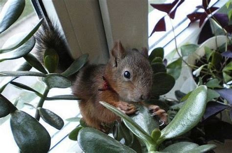 Belarusian Soldier Becomes Best Friend For Rescued Squirrel Others