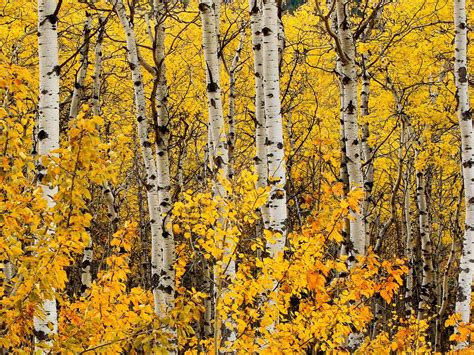 Fall Canada Tree Birch White Trees Yellow Leaves In Autumn Landscape