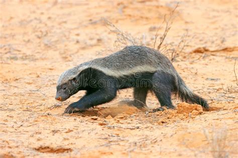 Honey Badger In Natural Habitat Kalahari Desert South Africa Stock