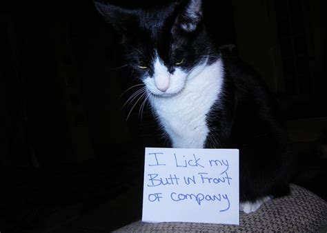 57 Best Images About Cat Shaming On Pinterest Cats Door