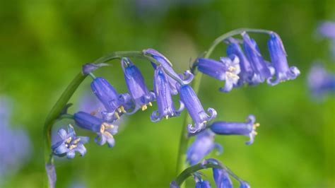 Wallpaper Hyacinthoides Flowers Buds Purple Hd Picture Image