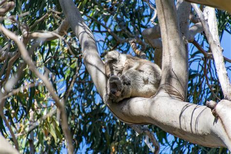 Where To Hug A Koala In Australia Explore Shaw