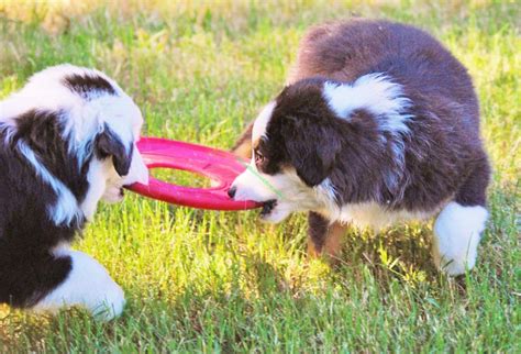 Shamrock Rose Aussies ﻿﻿﻿ Welcome To Shamrock Rose Aussies We