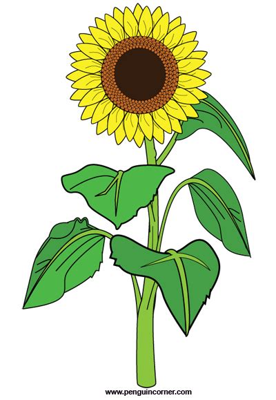 Sunflower Clip Art Free Clipart Images 2 Clipartbold 2 Clipartix Images