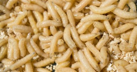 Scientist The Food Crisis Will Have Humans Eating Maggots For Protein