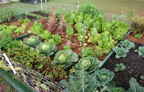 Vegetable Gardening In Texas Tips And Tricks San Antonio Custom