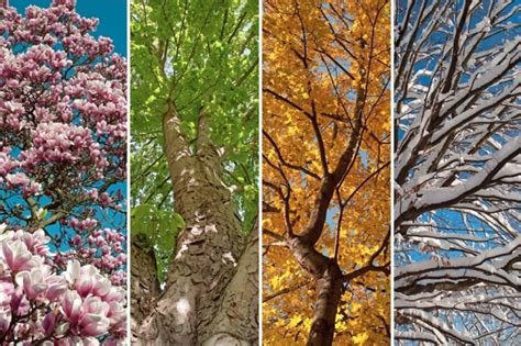 20 Things You Didn't Know About Seasons | Discover Magazine