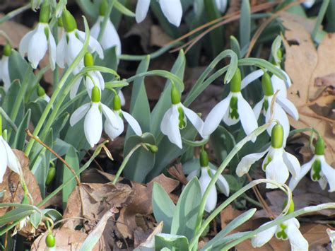 Snowdrops You Can Grow That Pegplant