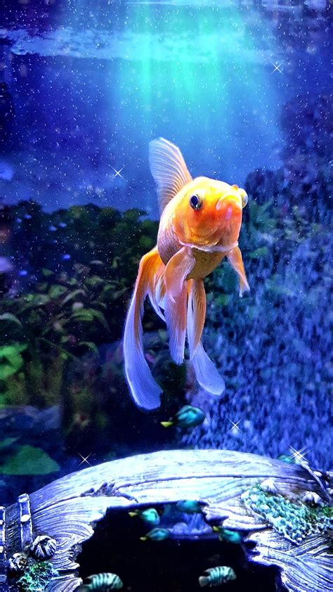 Update Imagen Goldfish Tank Background Thptletrongtan Edu Vn