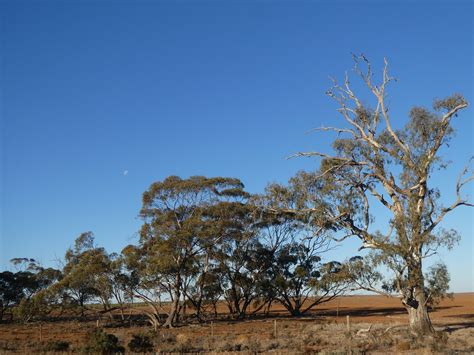 Aboriginal Ring Tree Koraleigh Vic May 2021 P1000502 Flickr