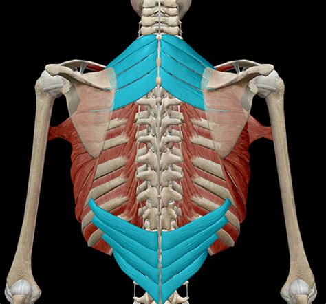 Each rib forms two joints the ribs are a set of twelve paired bones which form the protective 'cage' of the thorax. Learn Muscle Anatomy: Serratus Posterior Superior and Inferior