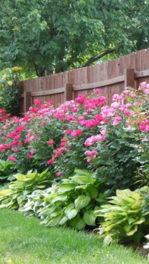 Knockout Roses And Hosta Plants Roses And Hostas Pinterest Gardens