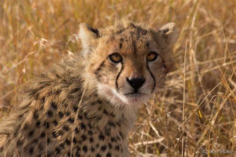 Cheetah Conservation on the Waterberg Plateau