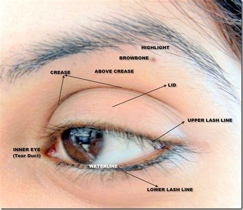 Basic Eye Make Up Terms Eye Shadow Application Eye Makeup Eye