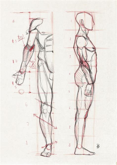figura humana de frente e perfil curso de desenho artistico proporções humanas desenho anatomia