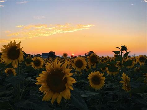 Free Download Vsco Sunflower Sunset Caitymiller With