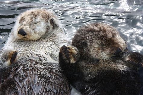 The Secret Lives Of Sea Otters Top Predators Not So Cute And Cuddly