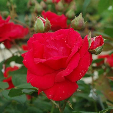 Dark Red Blaze Climbing Rose