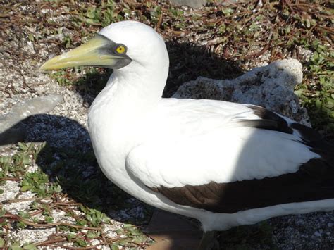 Masked Booby Birds Of The British Indian Ocean Territory Inaturalist