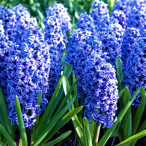 Beautiful Blue Hyacinth Bulbs For Sale Online Blue Jacket Easy To
