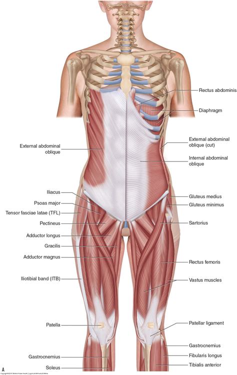 Muscles Of The Low Back Learn Muscles