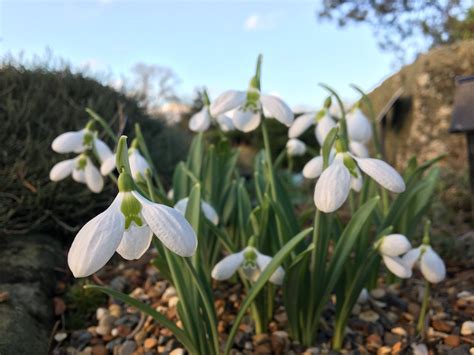 Flowering Snowdrops At Kew Gardens Give Hope For Spring