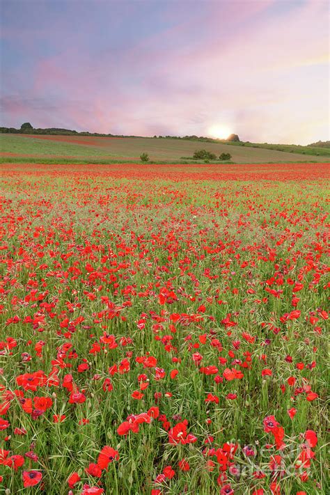 Stunning Poppy Fields At Sunrise With Pink Skies Photograph By Simon