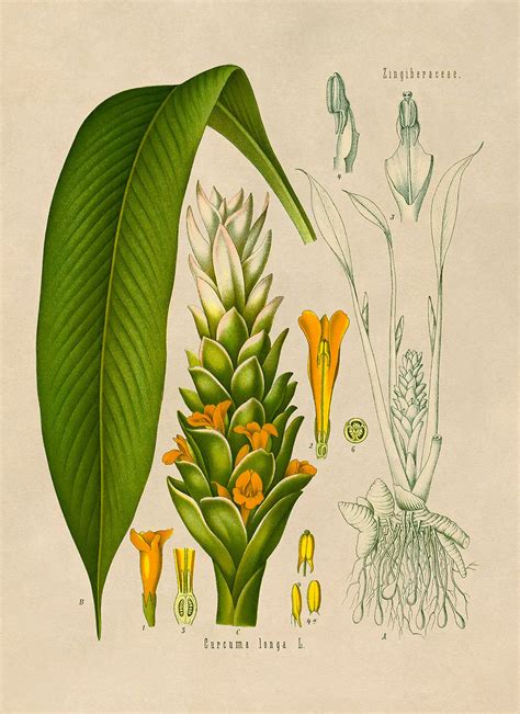 Turmeric Plant Botanical Illustration Poster Botany Print Etsy
