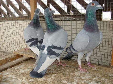 Birds Pigeons Pakistan Racing Pigeons