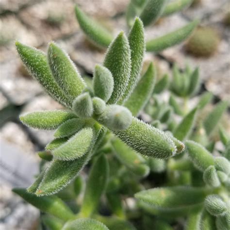 Crassula Mesembryanthemoides Hispida Planet Desert