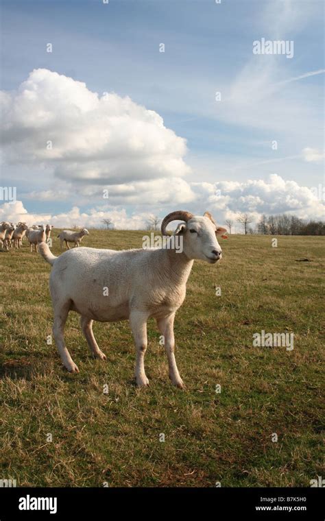 A Wiltshire Horn Ewe Sheep Standing In A Field Stock Photo Alamy