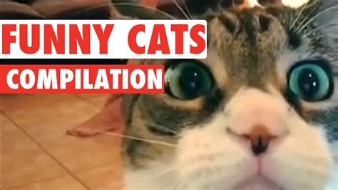 Funny Cats Video Compilation 2016 Youtube