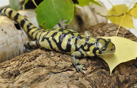 Salamander Information Salamander Fun Facts Reptile G Vrogue Co