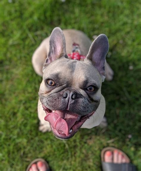 Queen city bulldog rescue (qcbr) opened in february 2017 and is dedicated to rescuing homeless and abandoned english and french bulldogs. Puppyfind french bulldog ohio