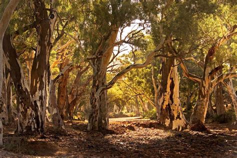 Flinders Ranges Peter Macdonald Photo Australia Landscape