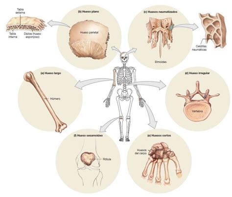 Tipos De Huesos Anatomia Del Hueso Libros De Anatomia Huesos Anatomia