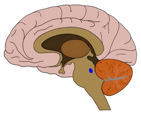 Know Your Brain Locus Coeruleus