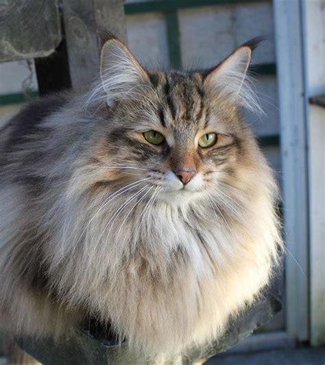The Best Long Haired Cat Breeds Norwegian Forest Cat