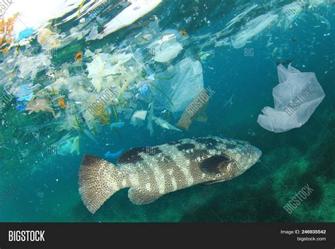 Fish Plastic Pollution Image And Photo Free Trial Bigstock