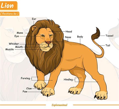 Premium Vector Anatomy Of A Lion