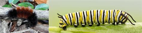 19 Weird But Common Caterpillars In Tennessee Id Guide 2022