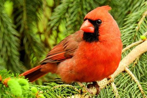 20 Best Birds To See In Ohio Backyard Birds Duck Species Birds